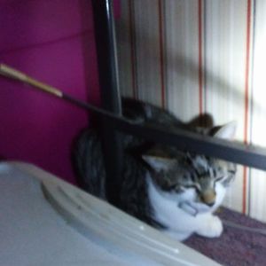 Meet your Posher, Bobbiejo